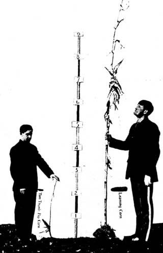 HEIGHT IN CORN AND MEN